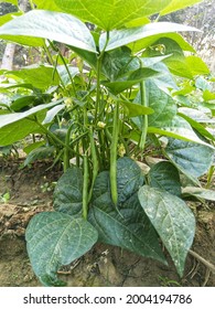 Long French Beans Hanging On French Beans Plant In Fields