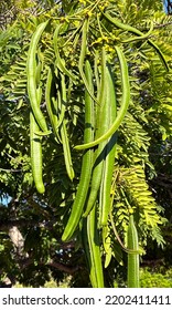 Long Fresh Green Seed Pods Of A Cassia Tree