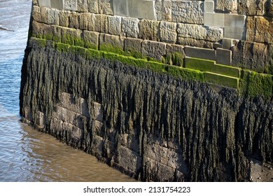 Long fronds of Bladderwrack seaweed are expose at low tide. These plant-like algae have adapted to thrive at a specific level of the tidal zone. They have to survive twice daily extreme conditions.