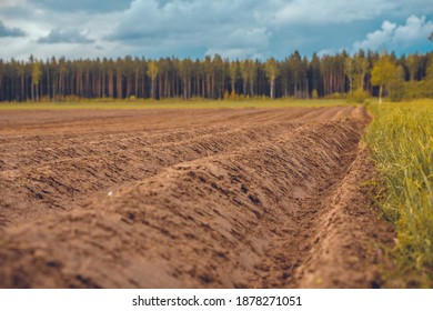 long furrows in the field under the sky with blue clouds and fores