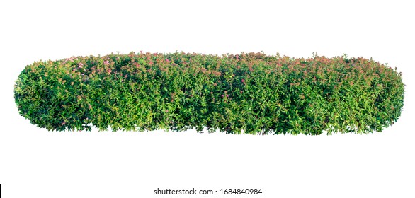 Long Garden Bush With Pink Flowers Isolated On A White Background.