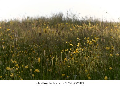Long grass, dandelions and buttercups amongst other plants make up this meadow texture image. Particular focus on the dappled sunlit buttercups.