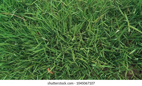 Long Grass Garden In Close Up