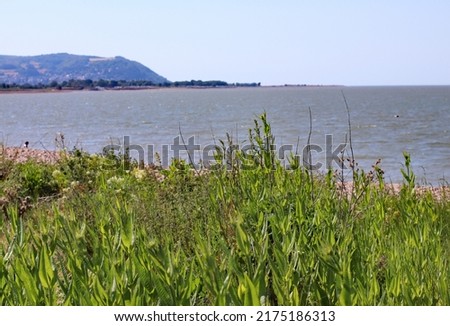 Long grass grows on the edge of the bay at Blue Anchor in Somerset. Looking west over the Bristol channel towards Minehead and Porlock