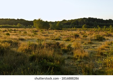 Long Grass And Heath-land On Common Land	
