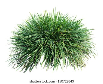 Long Grass Isolated On White Background