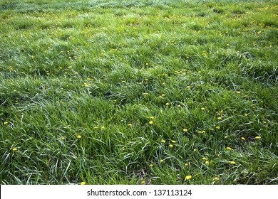 Long Grass Meadow With Yellow Flowers