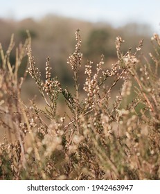 Long Grass Nature, Outdoors With No People 