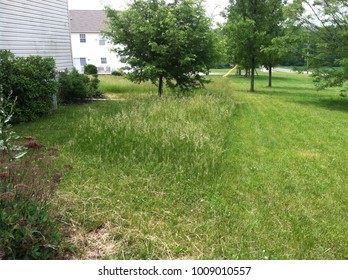 Long Grass Next To Short Grass