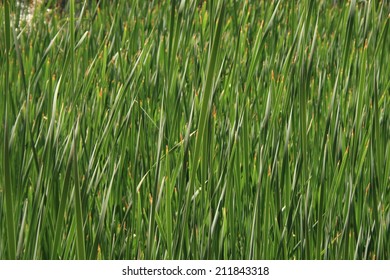 Long Grass Texture Stock Photo 211843318 | Shutterstock