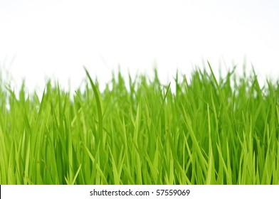 Long Grass Texture