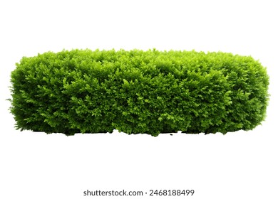 Long Green bush isolated on white background, on isolate white