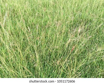 Long Green Grass Field Texture For Background