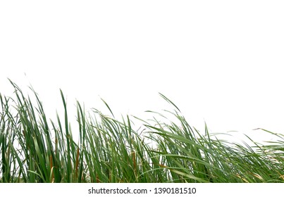 Long Green Grass Isolated On White Background With Copy Space, Blank For Text.