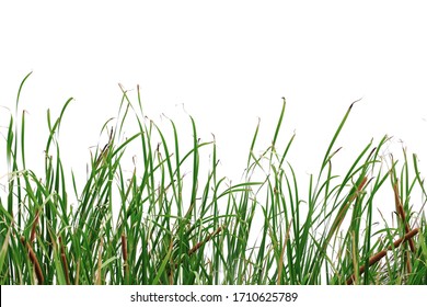 Long green grass and reeds isolated on white background with clipping path and copy space. - Powered by Shutterstock