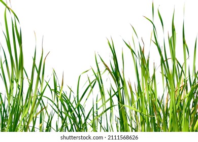 Long Green Grass And Reeds Isolated On White Background With Copy Space