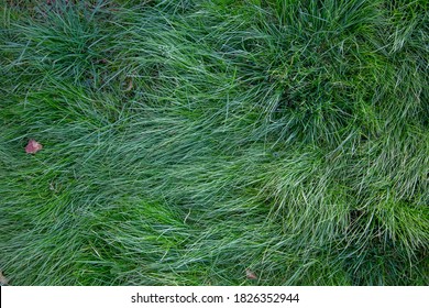 Long Green Grass Texture Top View
