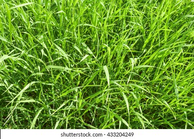 Long Green Grass Top View Background