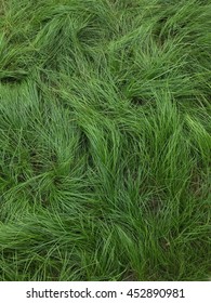 Long Green Grass Top View Background , Fresh Green Grass Pattern, Abstract Texture Background. Fresh Nature