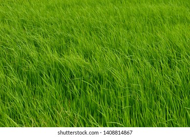 Long Green Grass Waving In The Wind Texture Background.