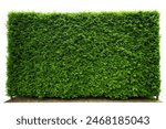 Long Green hedge or Green Leaves Wall on isolated