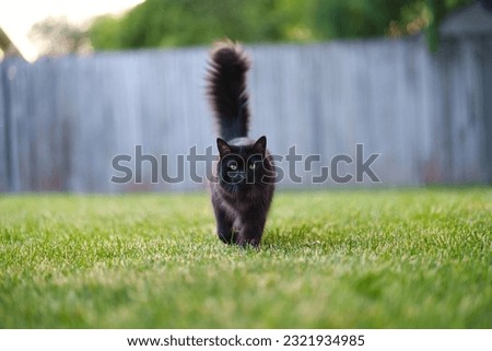 A Long Hair Black Cat struts away form a vintage fence on a green lawn