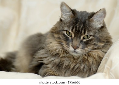 A Long Hair Cat Resting