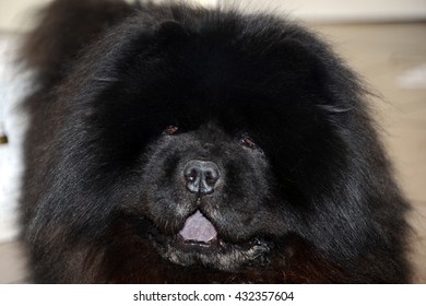 Long Hair Chow Dog