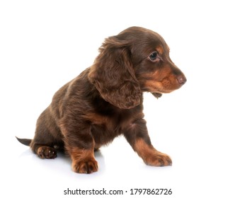long hair dachshund in front of white background