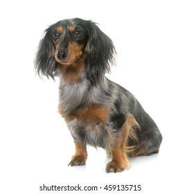 long hair dachshund in front of white background