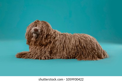 Long Hair Deadlock Dog