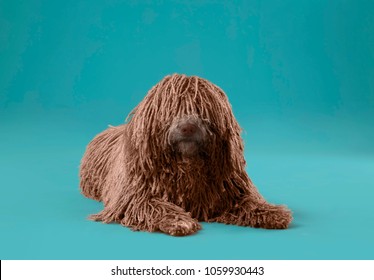 Long Hair Deadlock Dog