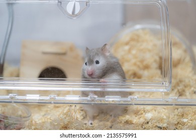 Long Hair Gray Golden Hamster