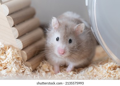 Long Hair Gray Golden Hamster