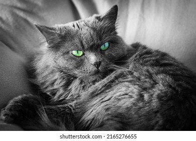 Long hair grey british cat rest in deep armchair, black and white image with selected color - Powered by Shutterstock