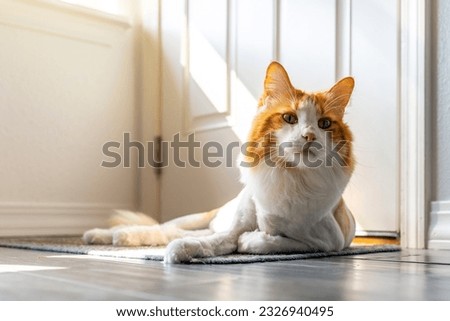 A long hair orange and white cat with a lion cut shave haircut inside a home.