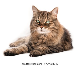 Long Hair Tabby Cat With Beautiful Green Eyes And Long Whiskers, Lying Sideways. Relaxed Senior Cat Looking At Camera. 14 Years Old Cat. Full Body Portrait Of Female Cat. Isolated On White.