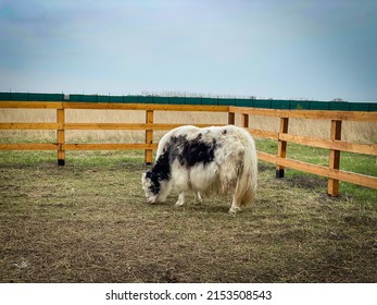 Long Hair Yak Cow On Farm 