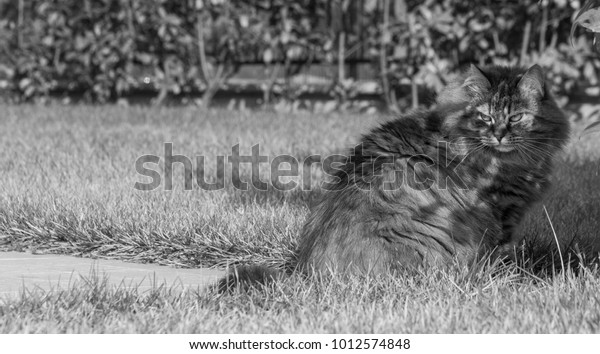 Long Haired Baby Cat Outdoor Purebred Stock Photo Edit Now