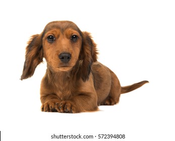 Long haired badger-dog puppy lying on the floor with head up facing the camera isolated on a white background