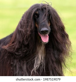 Long Haired Black Afghan Hound