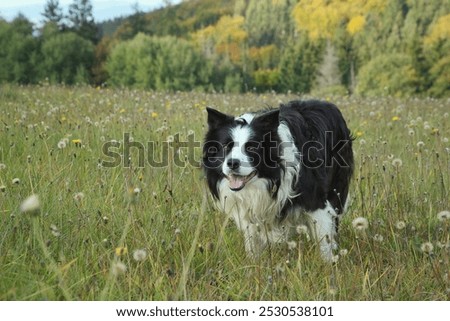 The long haired border collie herding on meadow. It is autumn