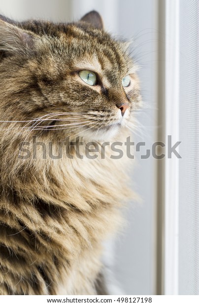 Long Haired Cat Brown Tabby Mackerel Stock Photo 498127198 | Shutterstock