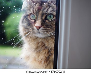 A Long Haired Cat Outside Looking In Through A Window With Rain Drops.