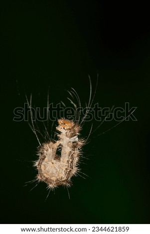 A long haired caterpillar, or nymph to some kind of moth, hanging in the mid air with its own silk and coiled its body.