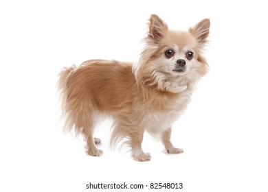 Long Haired Chihuahua Dog Front White Stock Photo (Edit Now) 82548013