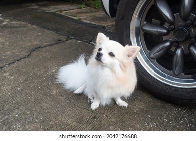 Long Haired Chihuahua Dog Sitting On Wet Cement Floor Beside Car After Rain In Morning.