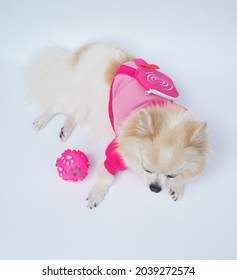 Long Haired Chihuahua Dog Wearing A Pink Sport Jacket Lays On  Floor With A Pink Rubber Ball. Top View. White Background.