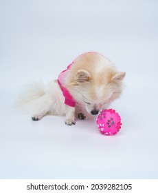 Long haired chihuahua dog wearing a pink sport jacket sits on floor with a pink rubber ball and bows her head. White background.