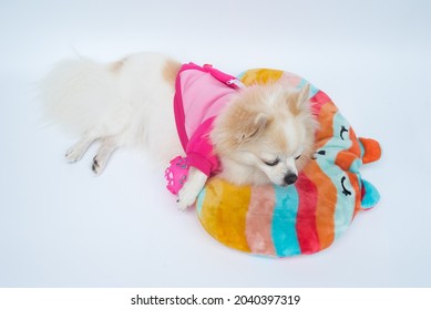 Long Haired Chihuahua Dog Wearing A Pink Sport Jacket Lays On A Colorful Pillow With A Pink Rubber Ball. Top View. White Background.